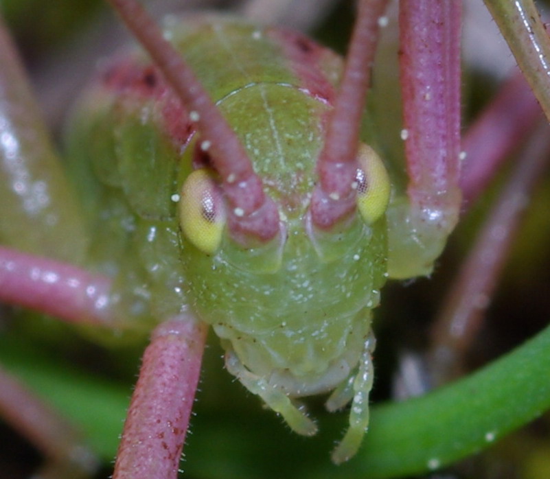 Ortottero verde rosa: Odontura arcuata (neanide)