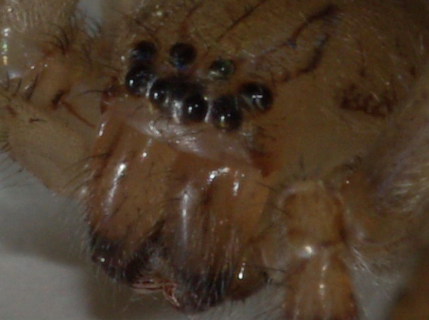 Olios argelasius