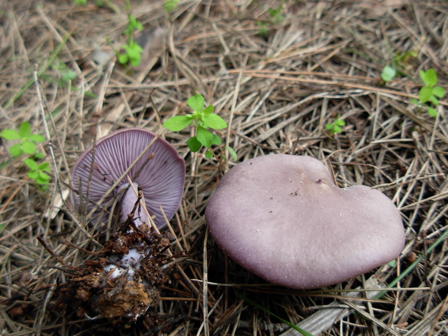 Fungo violaceo