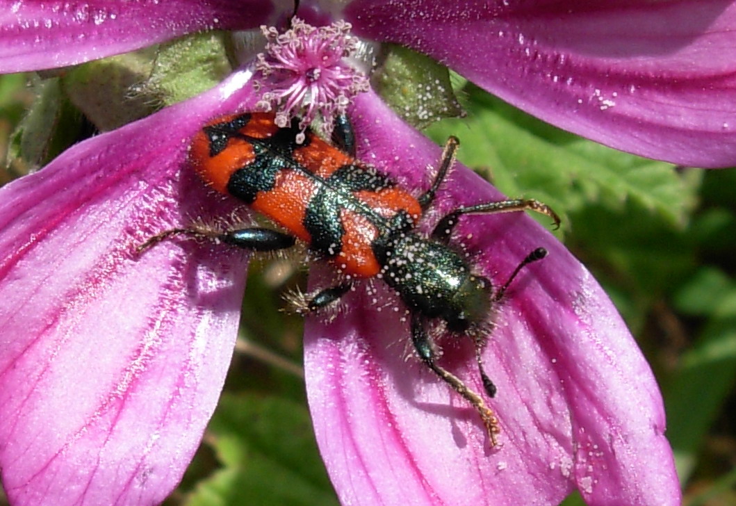 Trichodes alvearius della Sicilia