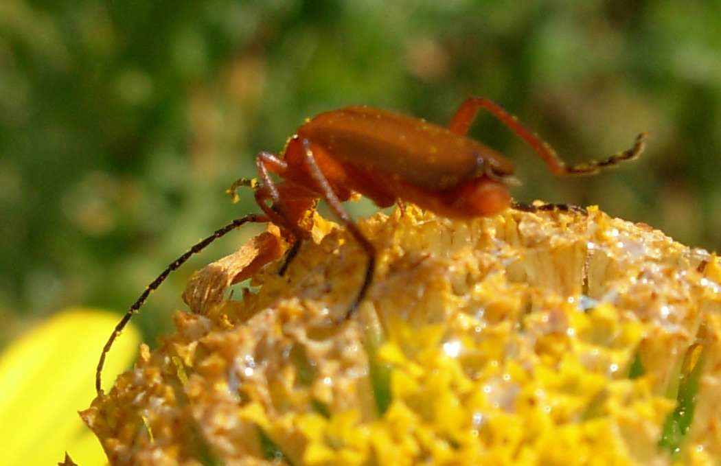 Floricolo rosso: Rhagonycha