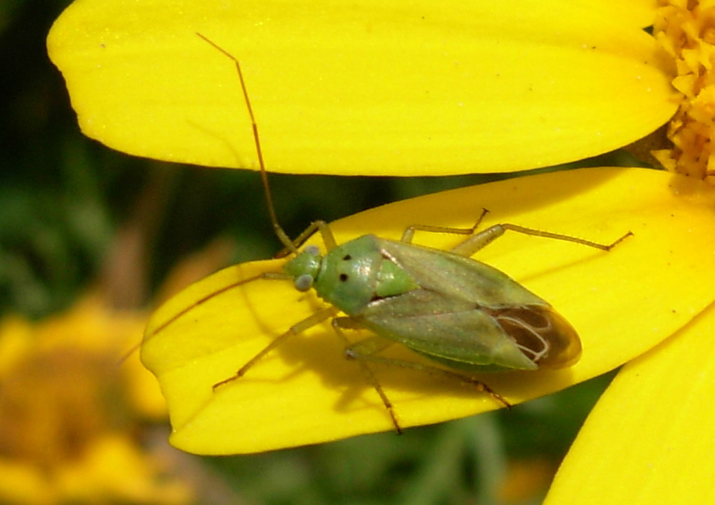 Closterotomus norwegicus