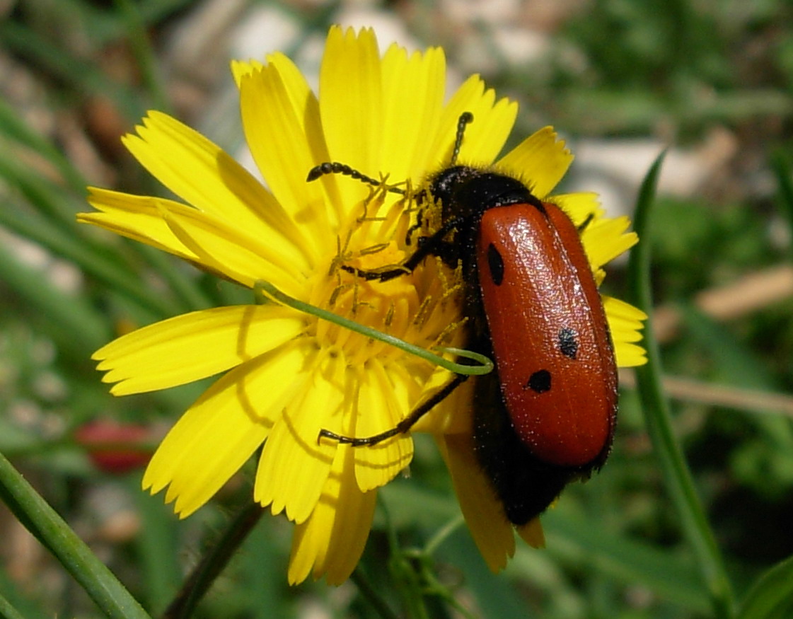 Mylabris schreibersi