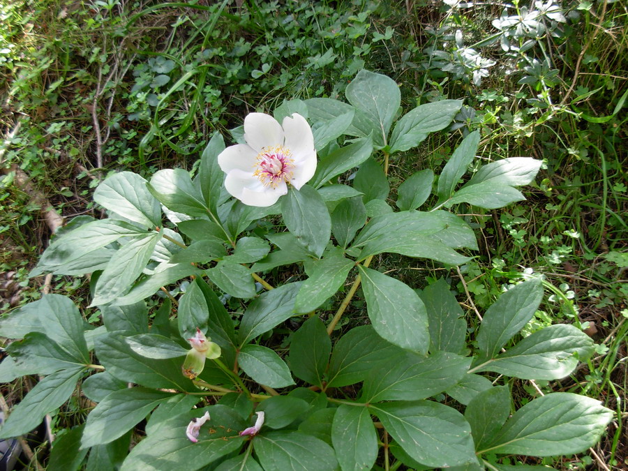 Paeonia mascula / Peonia maschio