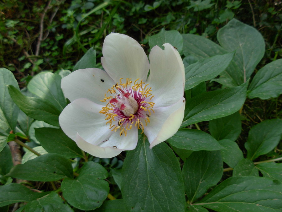 Paeonia mascula / Peonia maschio
