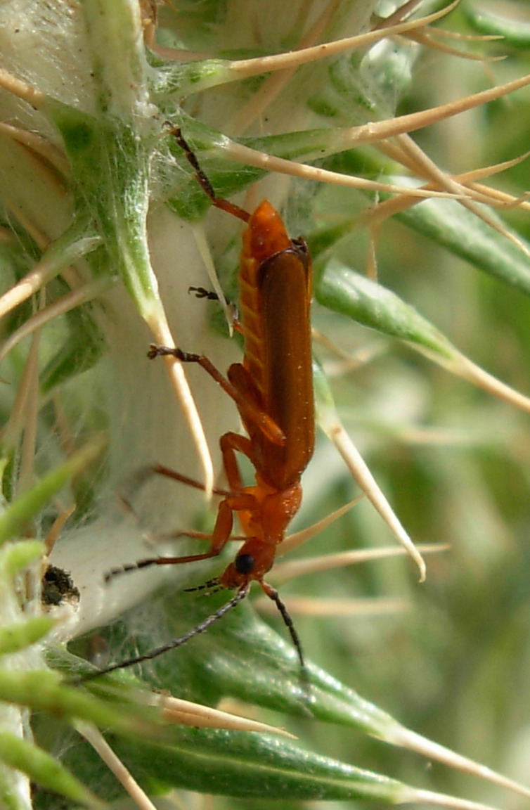 Floricolo rosso: Rhagonycha