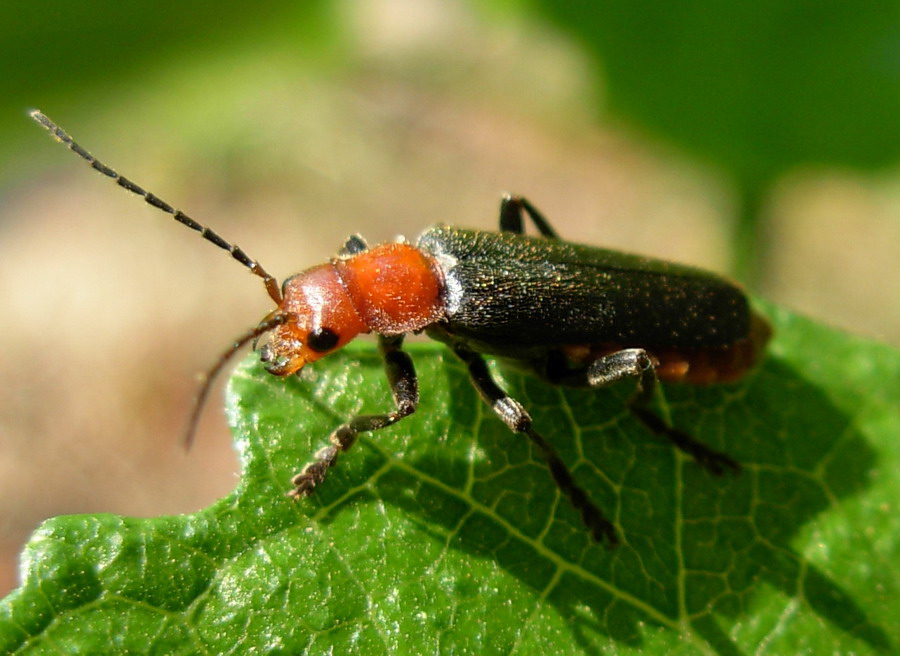 Cantharis fuscipennis
