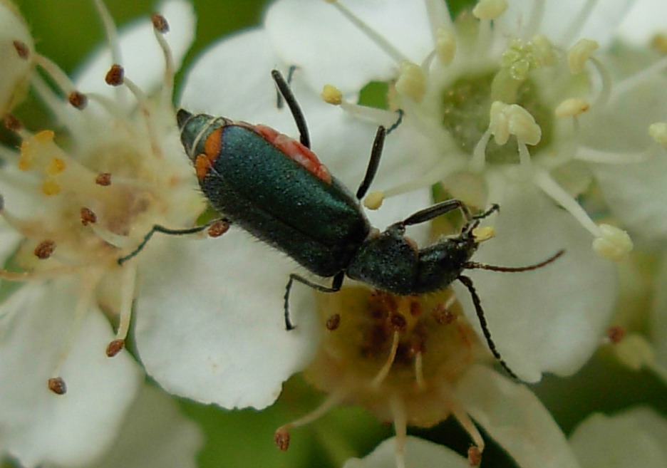 Cantharis fuscipennis