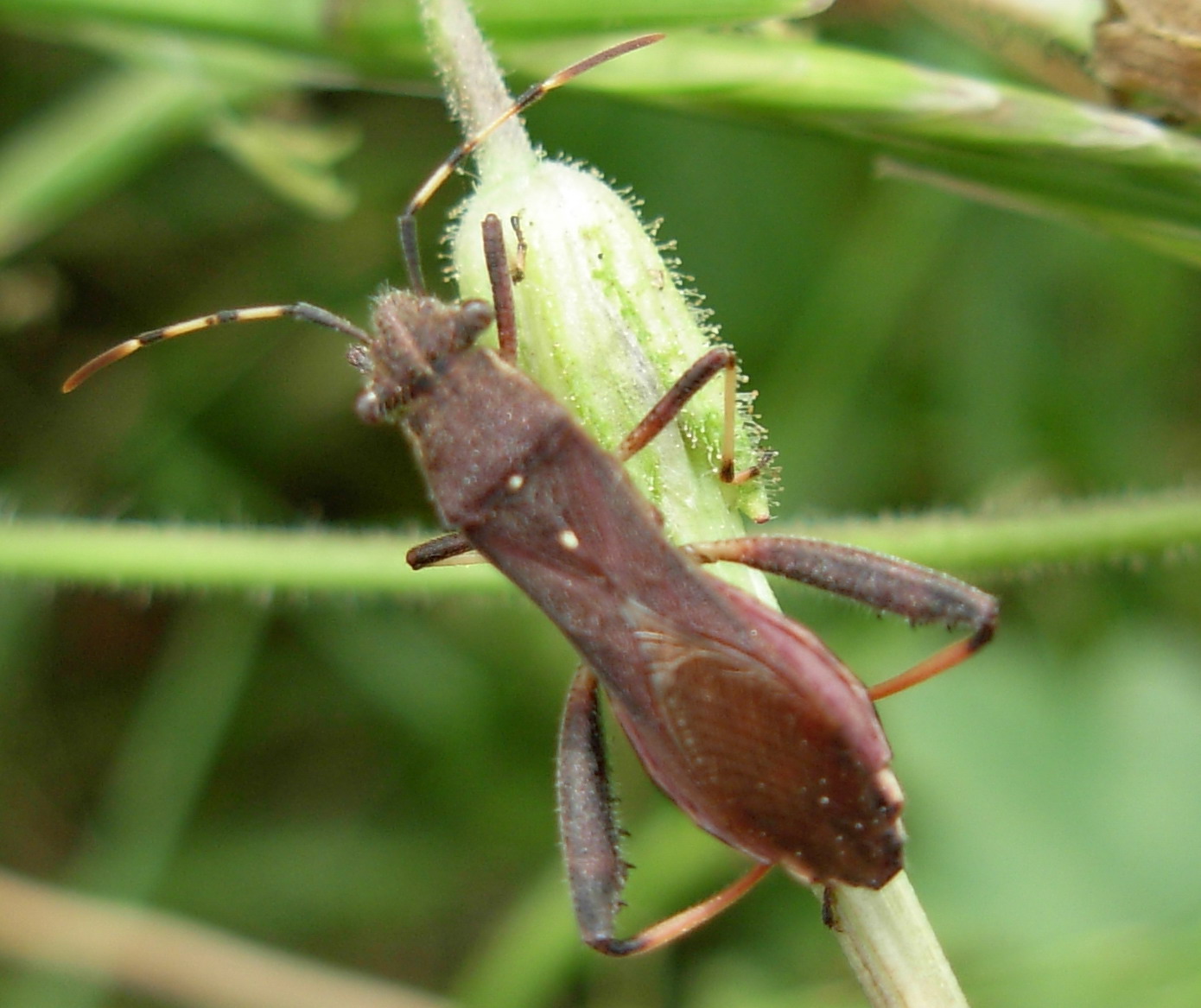 Camptopus lateralis