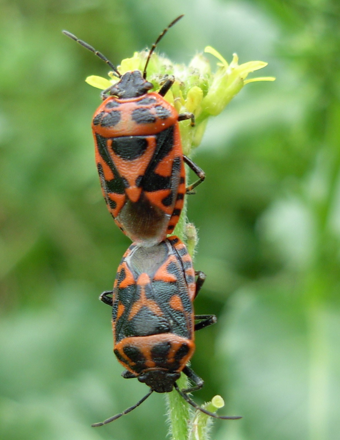 Eurydema....... ventralis o ornata?