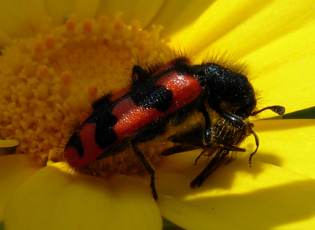 Trichodes alvearius della Sicilia