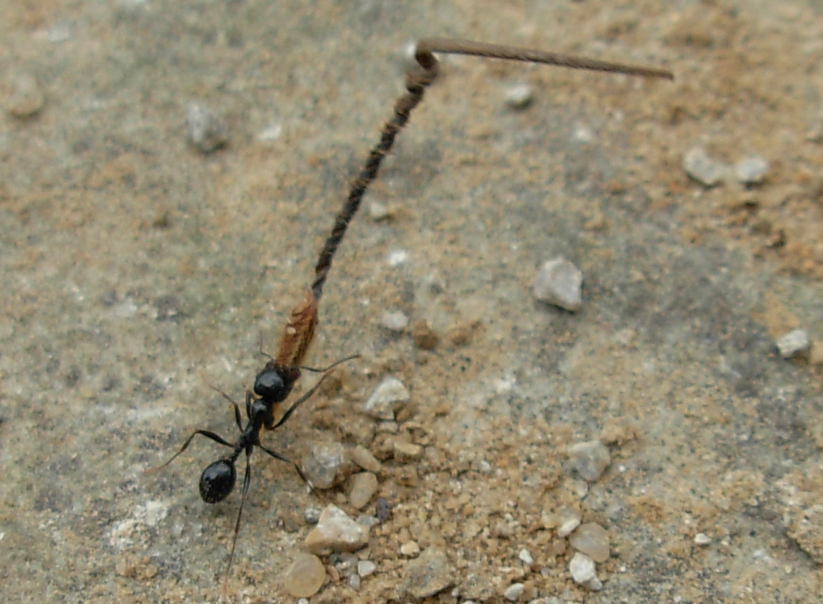 Sforzi titanici