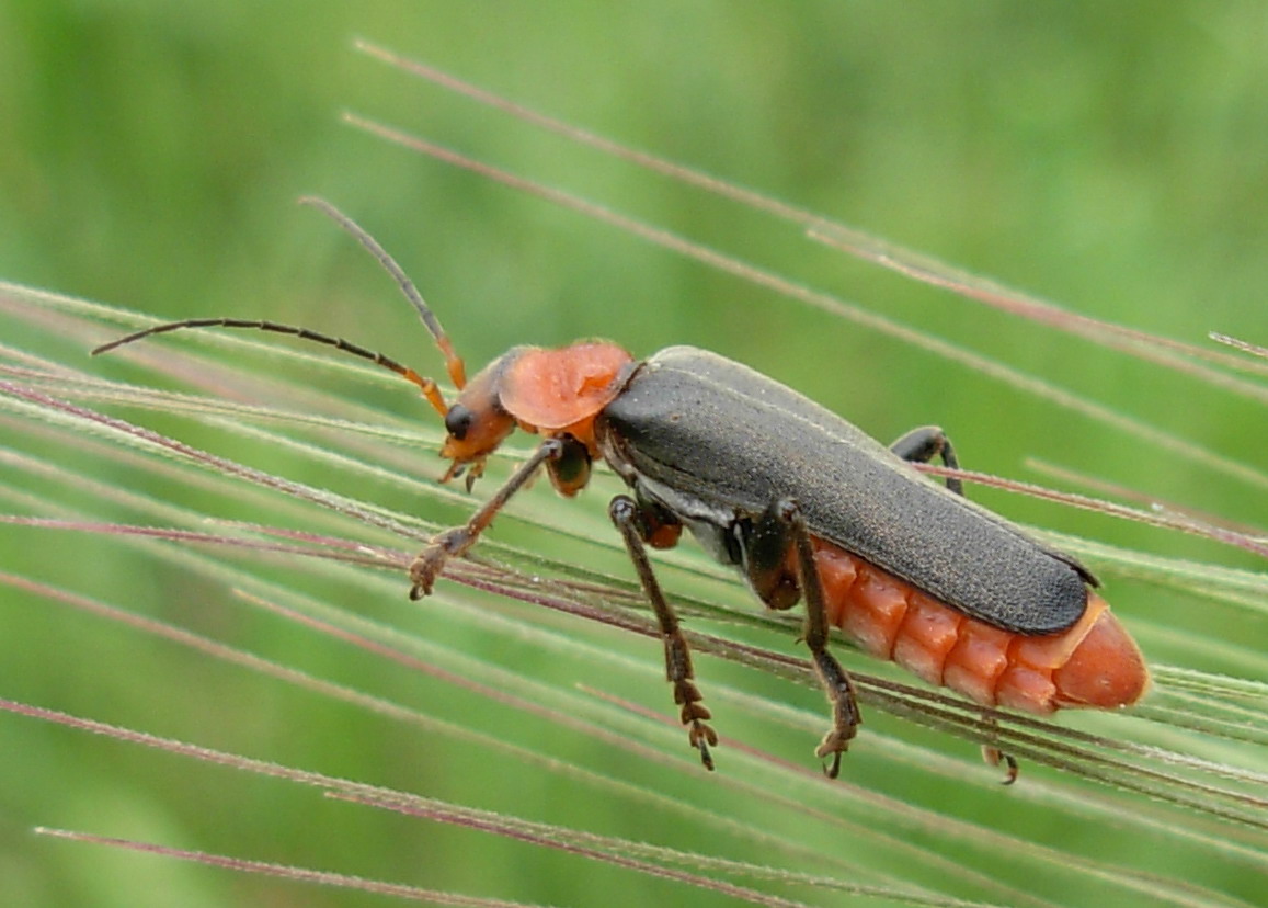 Cantharis fuscipennis