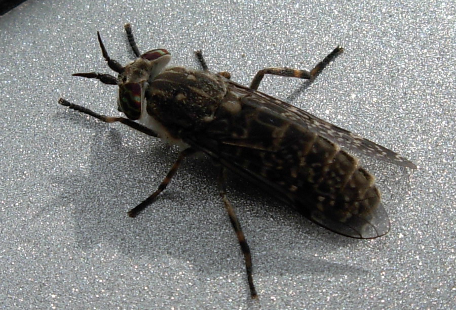 Haematopota crassicornis, femmina