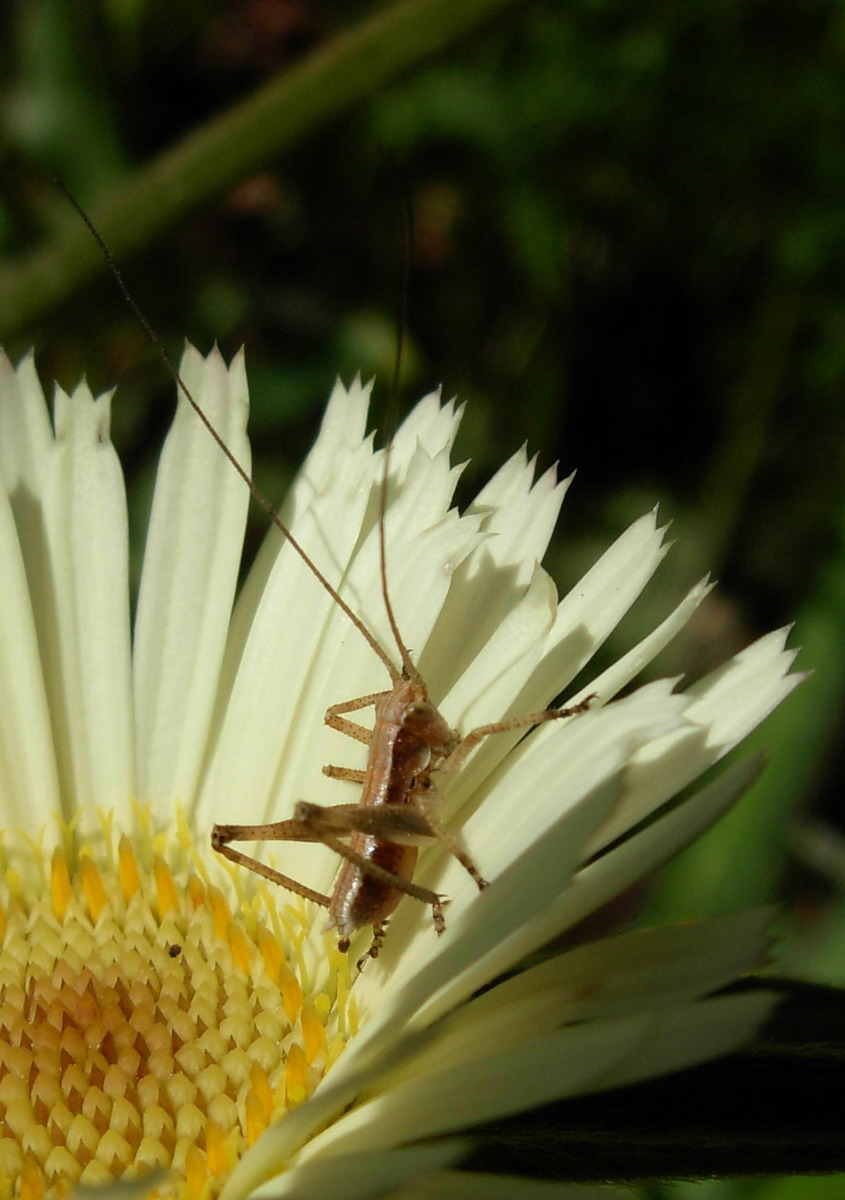 Phaneroptera nana (neanide e ninfa)