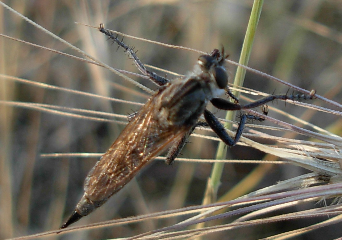 Hybotidae