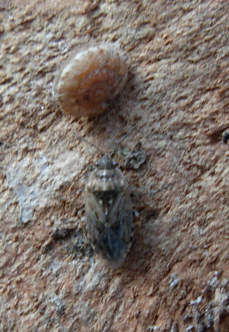 Nuovo eterottero: Platyplax (Lygaeidae)