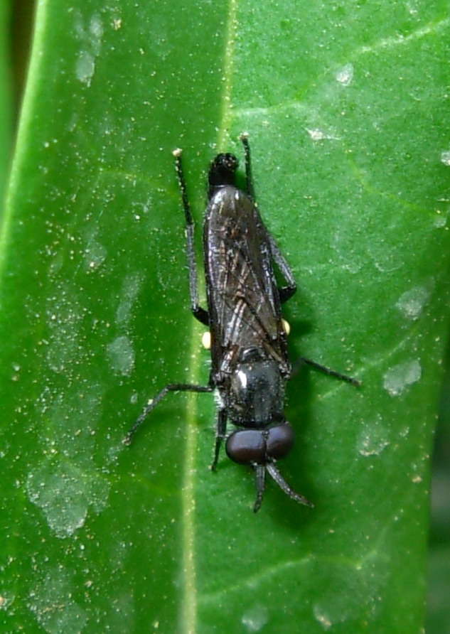 Therevidae