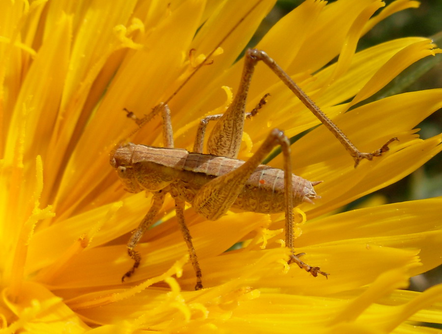 Phaneroptera nana (neanide e ninfa)