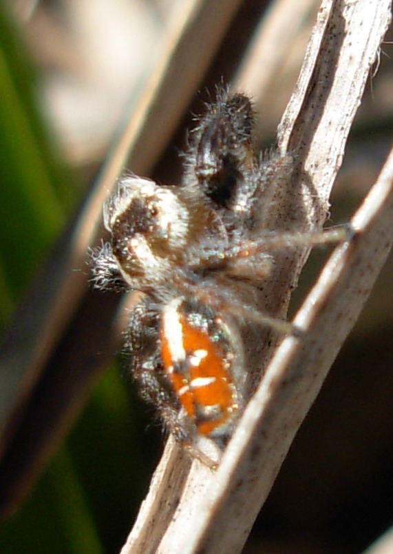 Thyene imperialis