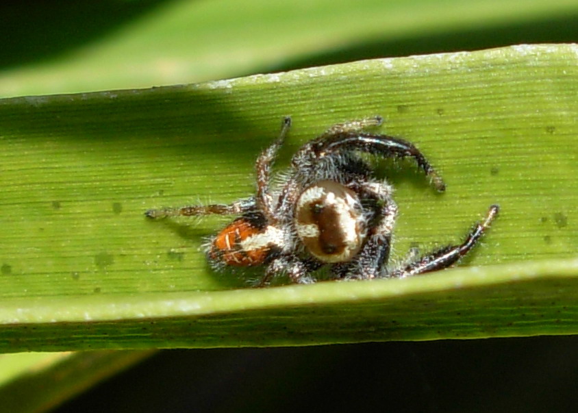 Thyene imperialis