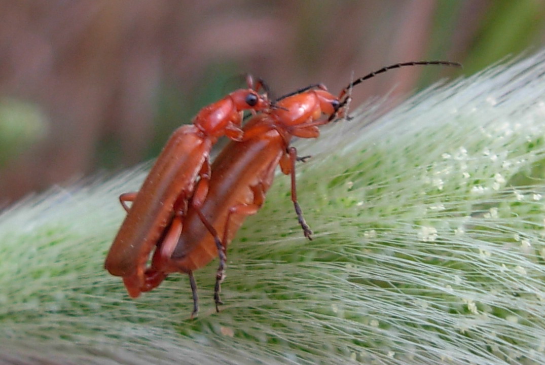 Floricolo rosso: Rhagonycha