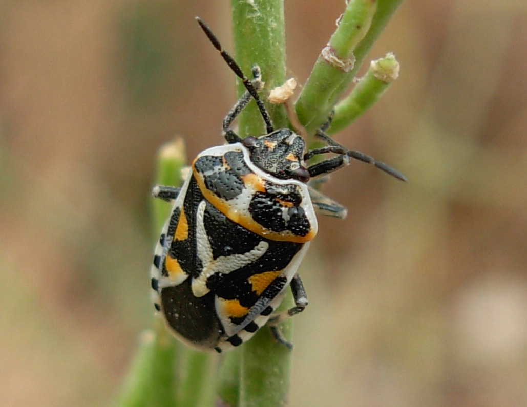 Eurydema....... ventralis o ornata?