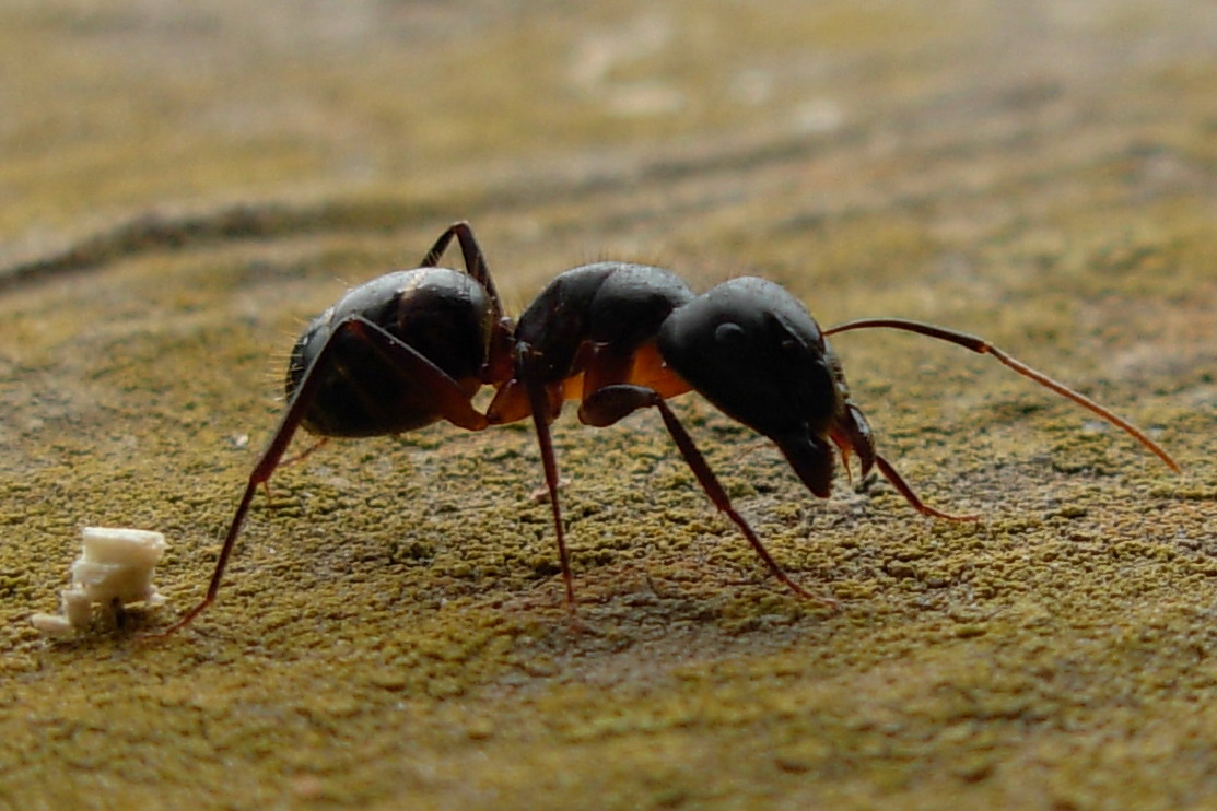 Camponotus barbaricus