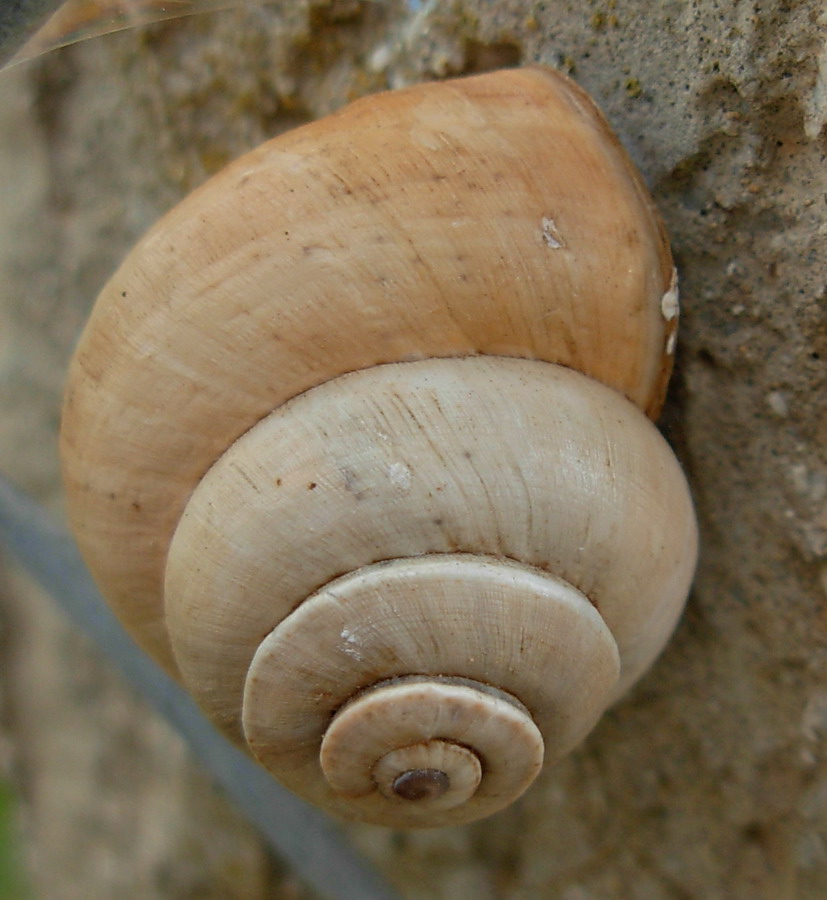 Theba pisana con avvolgimento anomalo