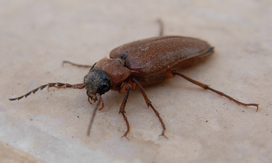 Larva di Elateridae Cebrioninae ?  S, di Cebrio melanocephalus