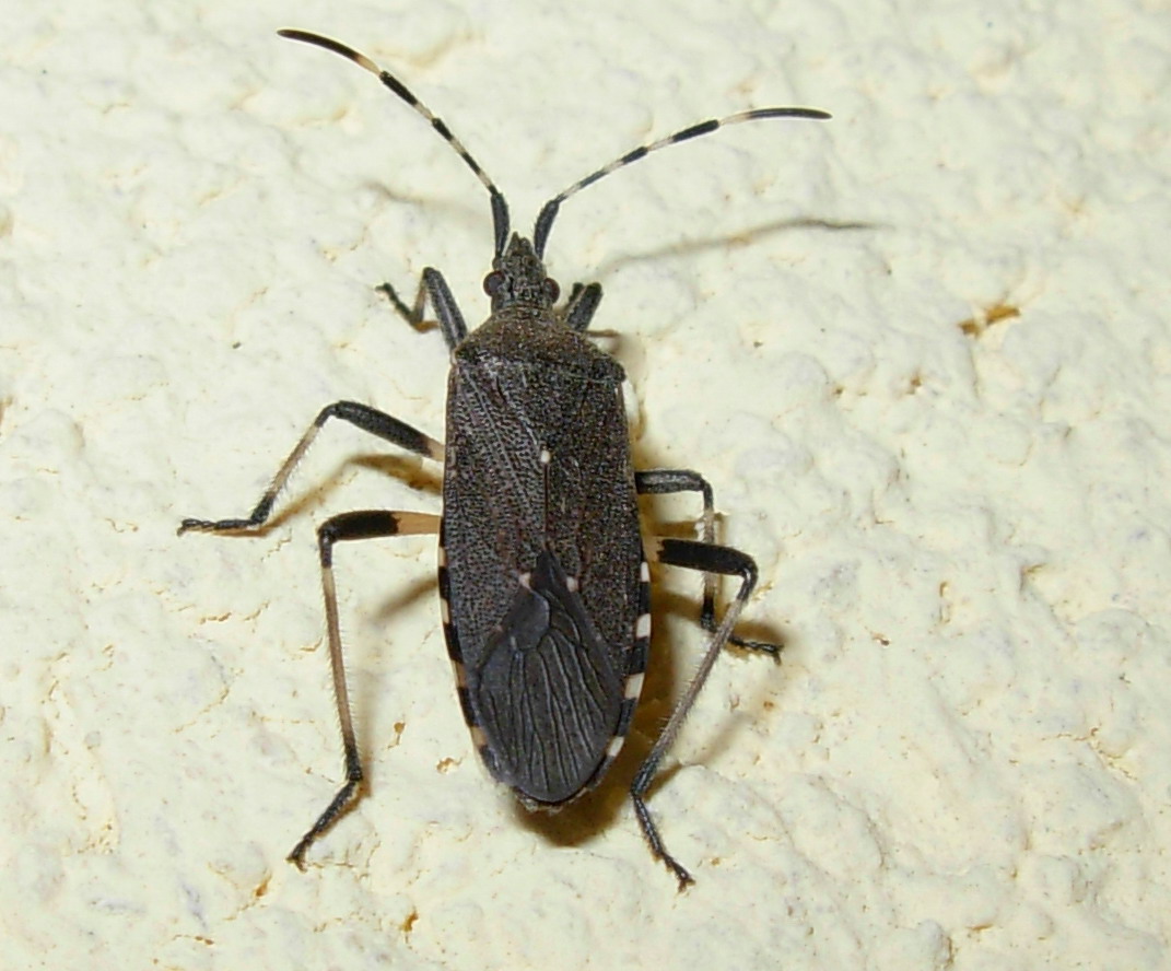 Dicranocephalus agilis
