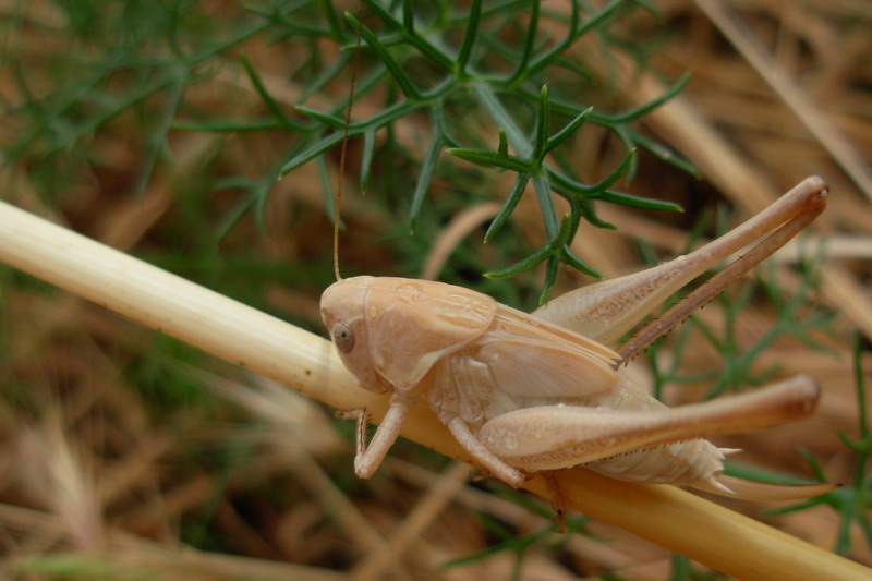 Platycleis sp. (Tettigoniidae)
