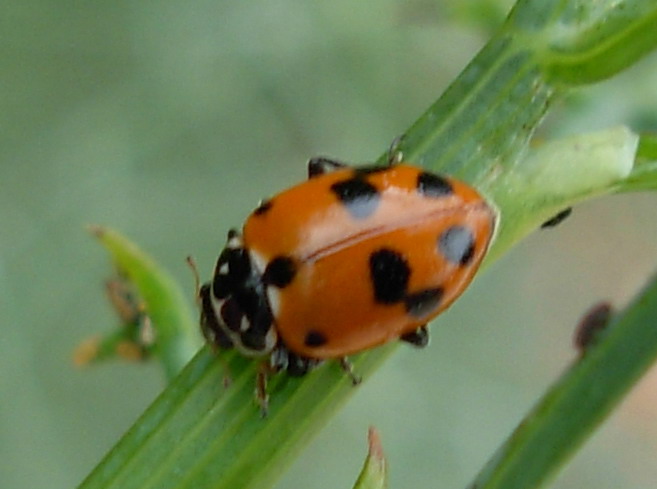 Ceratomegilla undecimnotata