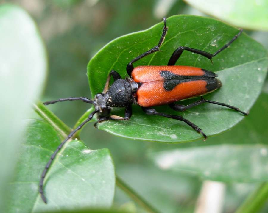 Stictoleptura cordigera