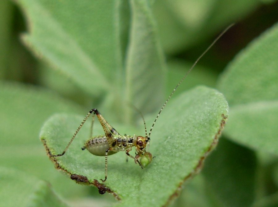 Phaneroptera nana (neanide e ninfa)