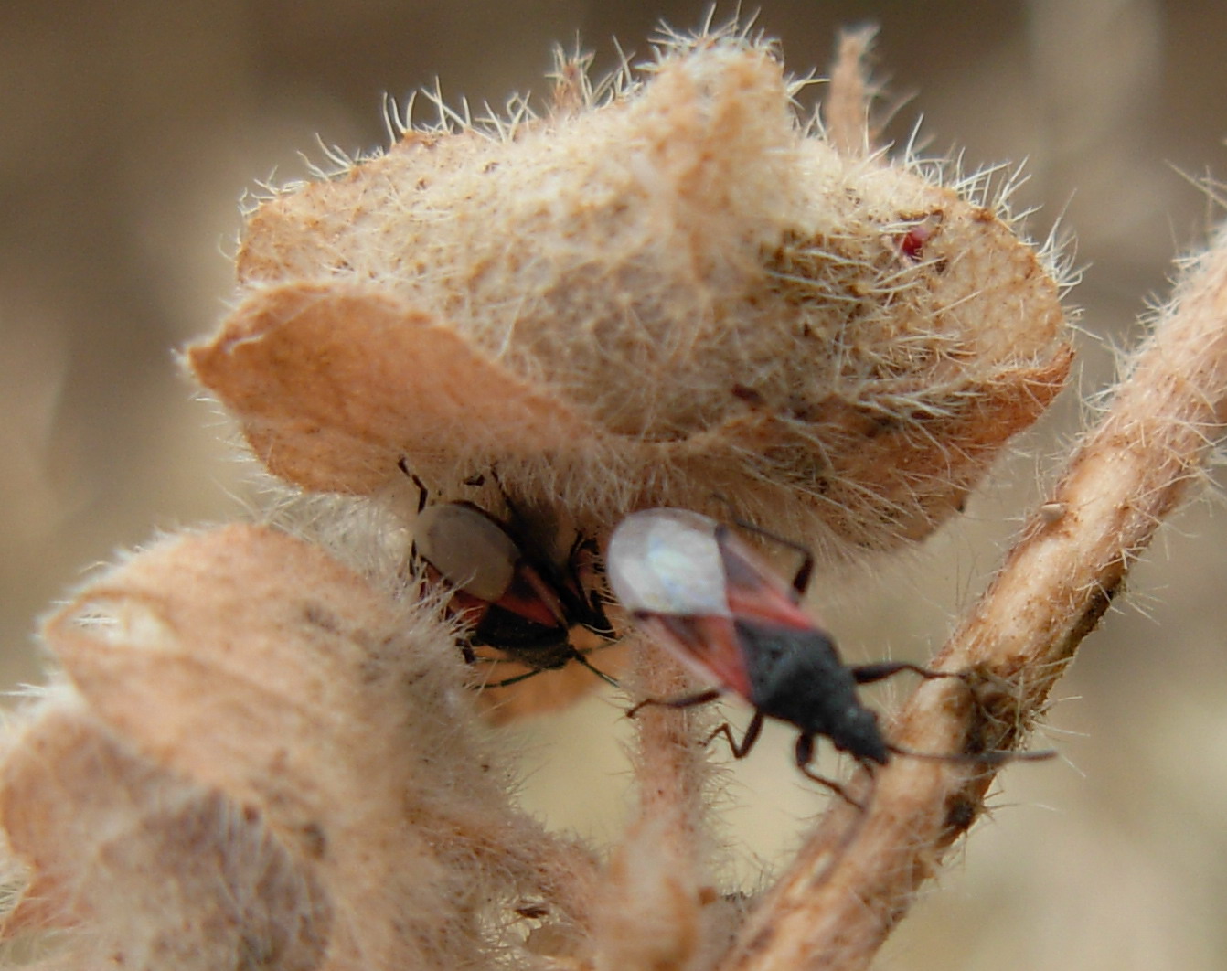 Oxycarenus lavaterae e giovani