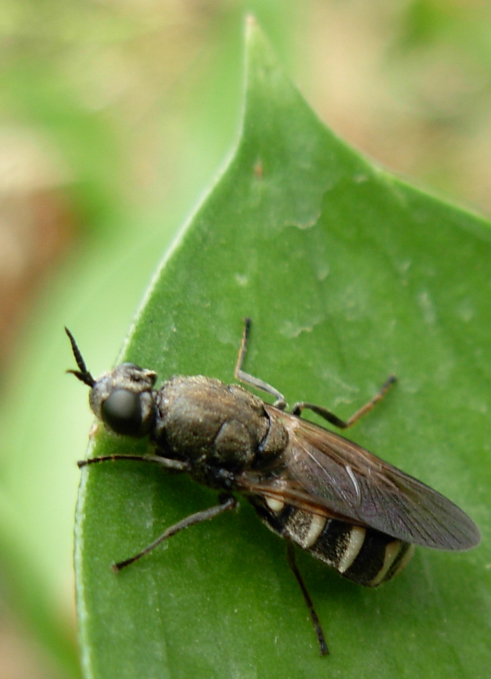 Dittero Stratiomyidae:Lasiopa sp.