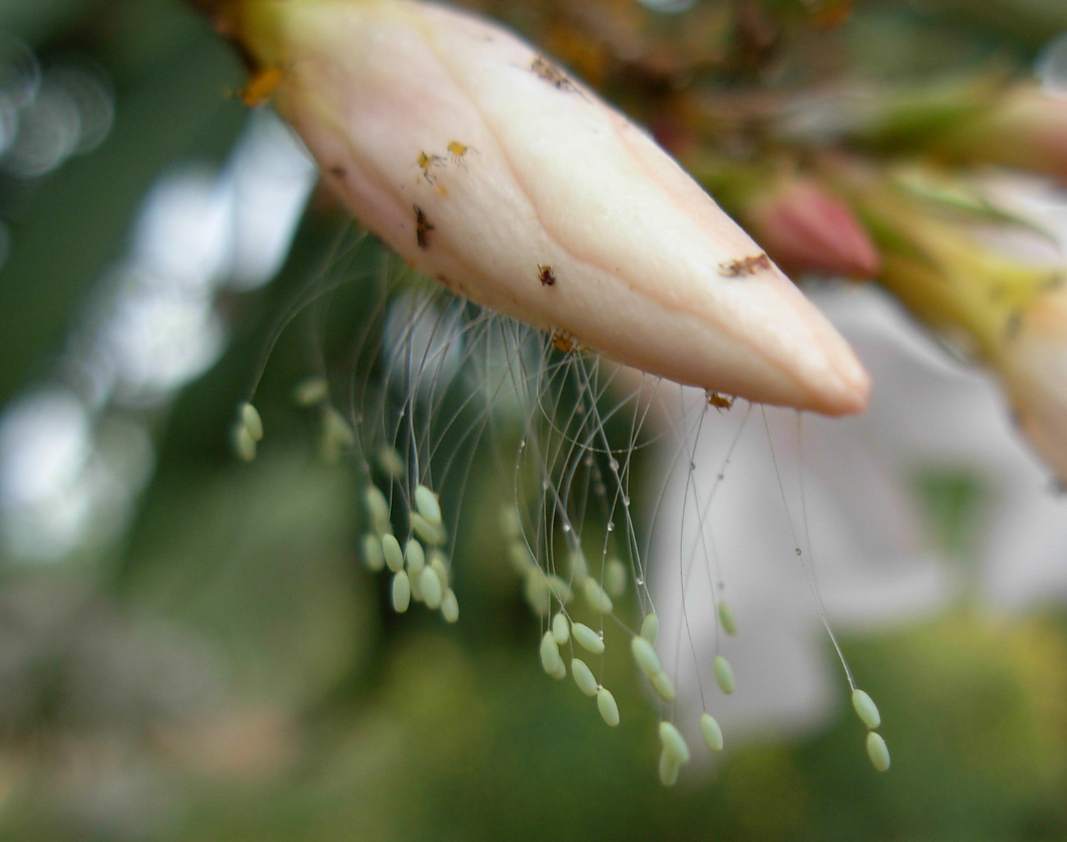 Uova di Chrysopidae