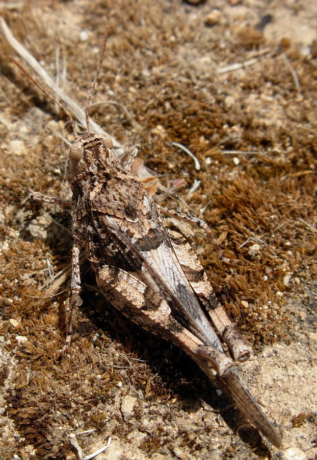 Oedipoda caerulescens