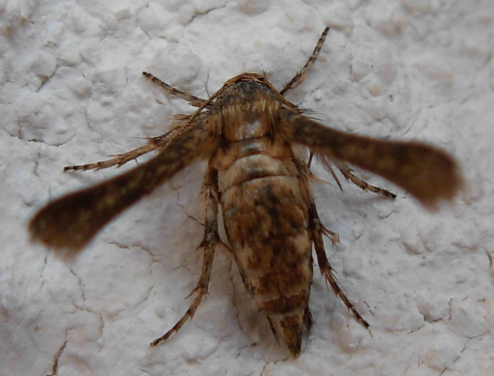 Microsphecia tineiformis (Sesiidae)