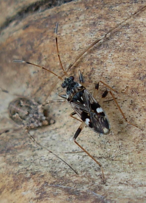 Lygaeidae, Beosus maritimus