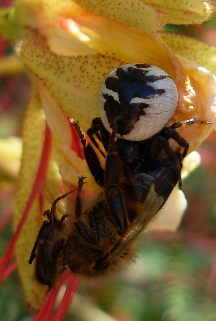 Synaema globosum