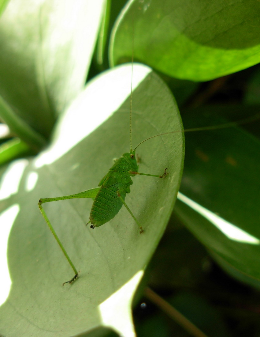 Phaneroptera nana (neanide e ninfa)