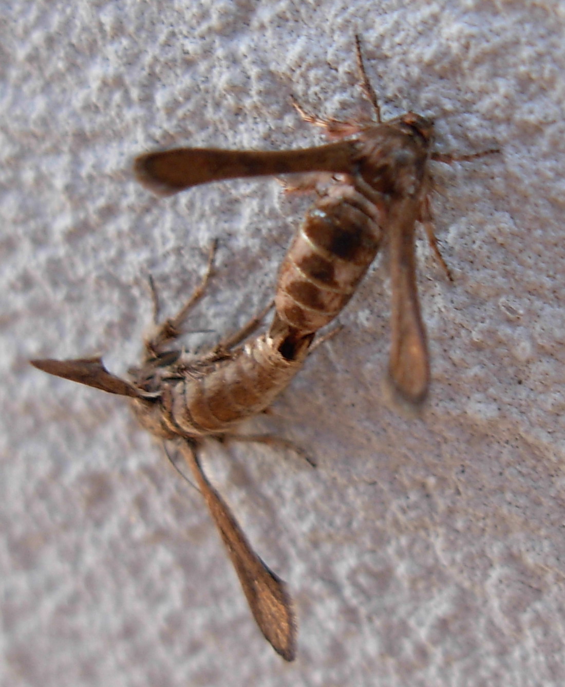 Microsphecia tineiformis (Sesiidae)