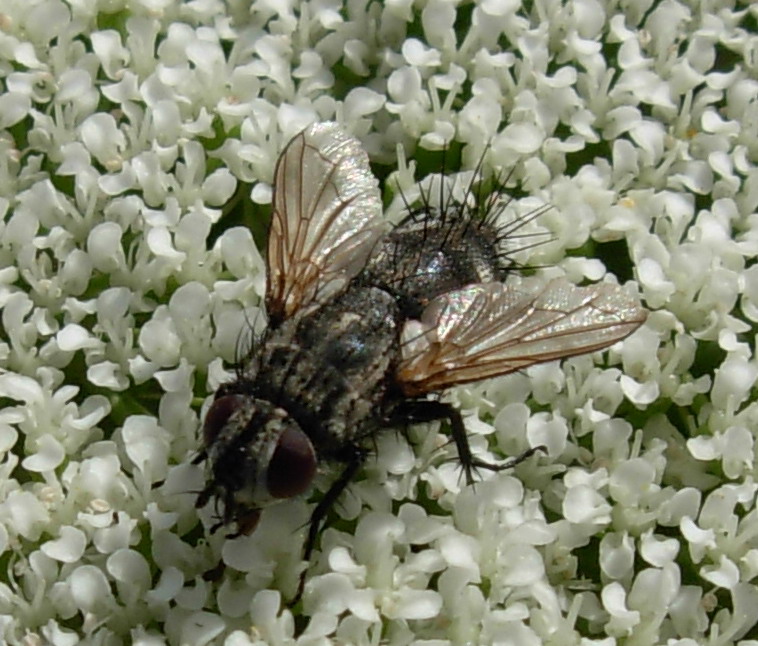 Zeuxia sp.