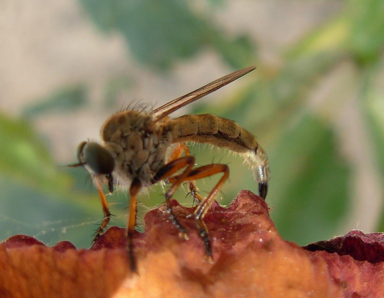 Asilidae in deposizione