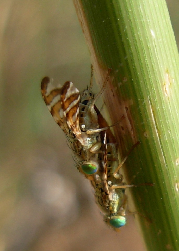 Chaetorellia sp.