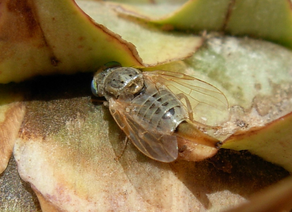 Terellia (Terellia) serratulae