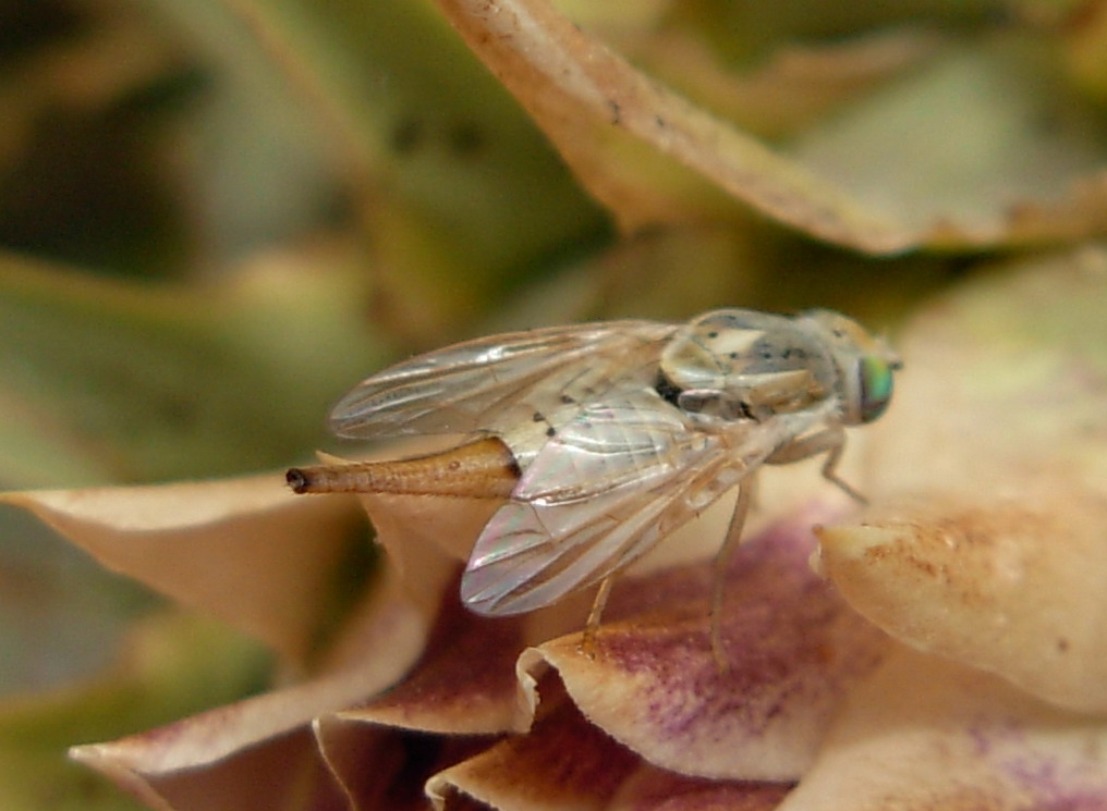 Terellia (Terellia) serratulae