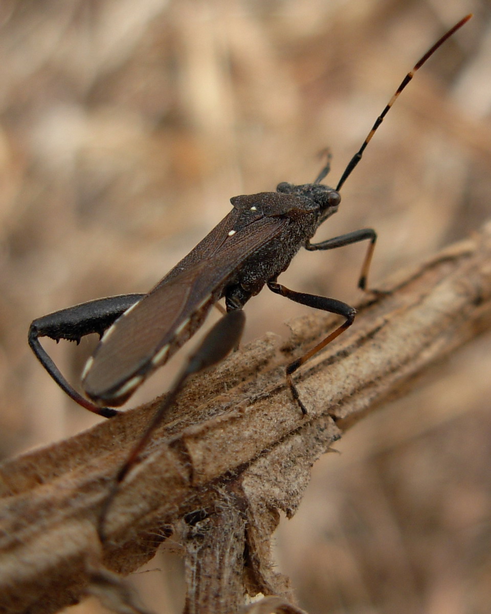 Camptopus lateralis